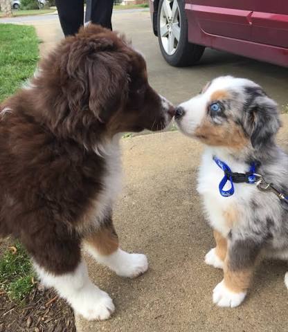 AustralianShepherd